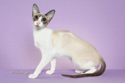 SugarHill Another Peppermint Patty (Siamese)
