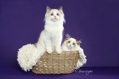 Furreal kittens (Ragdolls)