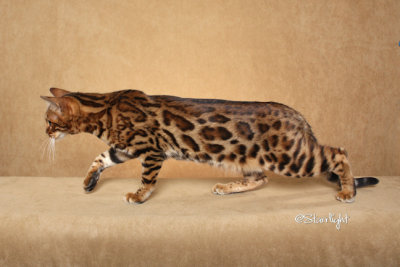 Purreciouspots Pebbles (Bengal)