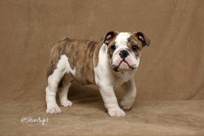 Lola (Bulldog)