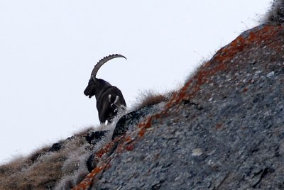 Mountain goat in the distance