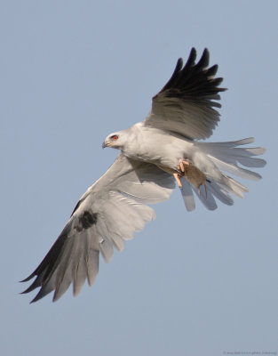 white-tailed kite