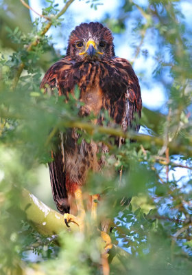 Baby Harris's Hawk