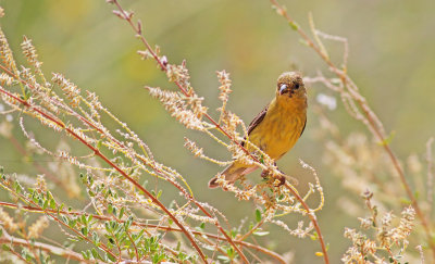 Lesser Goldfinch?