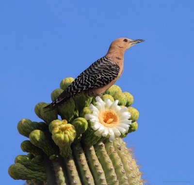 Gila Woodpecker