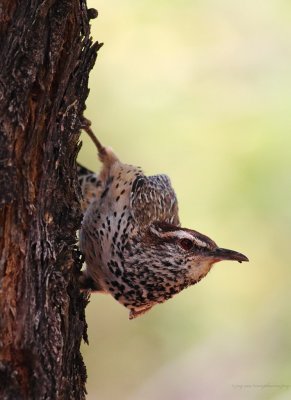 Cactus Wren