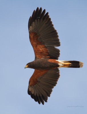 Harris's Hawk