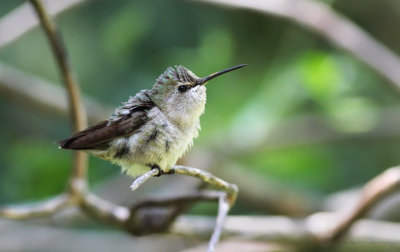 Costa's Hummingbird?