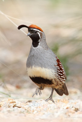 Gambels Quail ( Male )