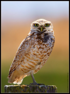 burrowing owl