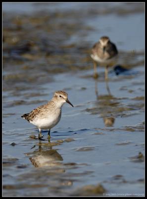 least sandpiper? (I am not sure about this one)