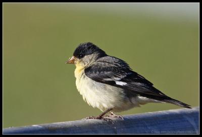 Lesser Goldfinch 