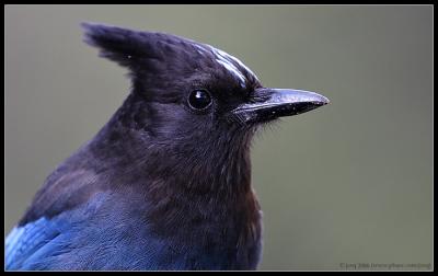 stellers_jay