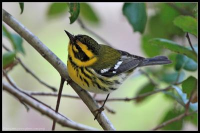 Townsend's Warbler