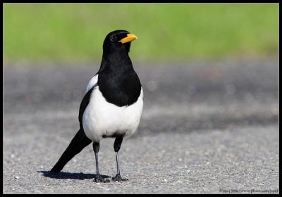 yellow-billed magpie