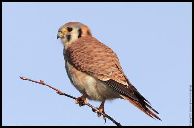 american kestrel