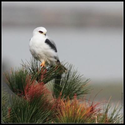 white-tailed kite