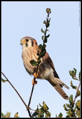 american kestrel