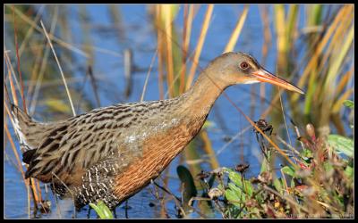 clapper rail