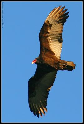 turkey vulture