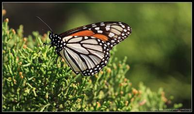 Monarch Butterfly