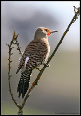 Northern Flicker (Red-shafted form)