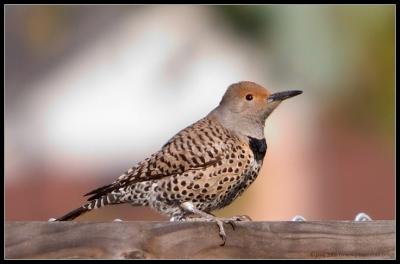 Northern Flicker