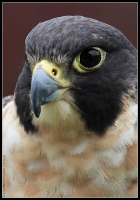 peregrine falcon