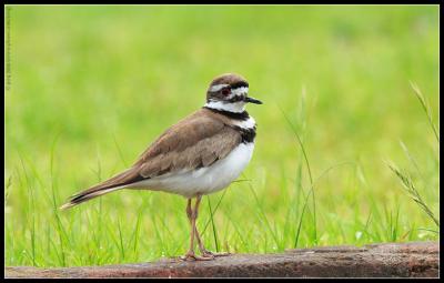 killdeer