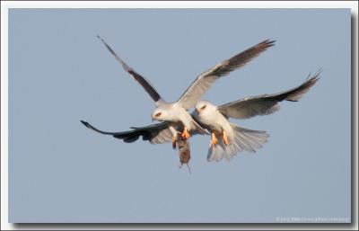 white-tailed kites