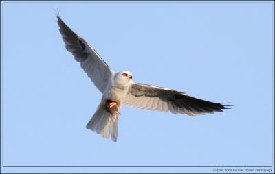 white-tailed kite