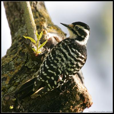 Nuttall's Woodpecker