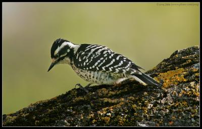 Nuttall's Woodpecker  