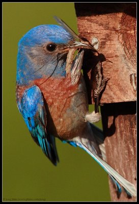 western bluebird