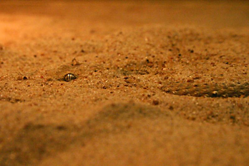 Sand Eye.jpg
