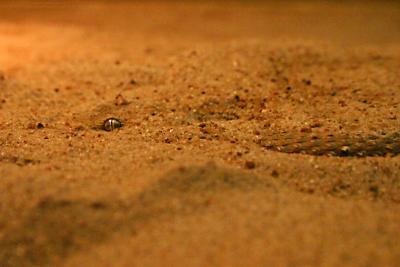 Sand Eye.jpg