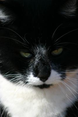 Tux.jpg