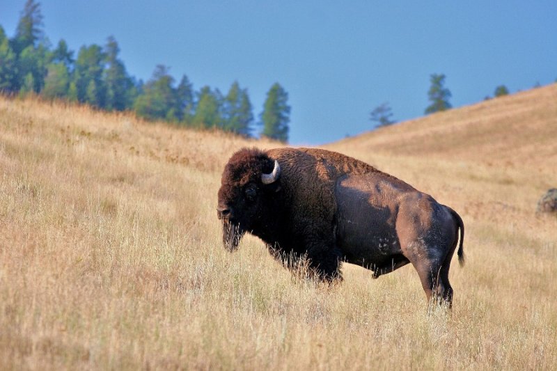 Bison