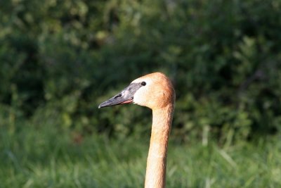 JuvenileTrumpeter Swan