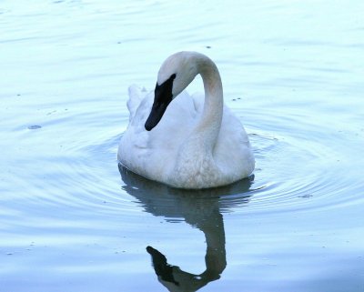 Trumpeter Swan 2