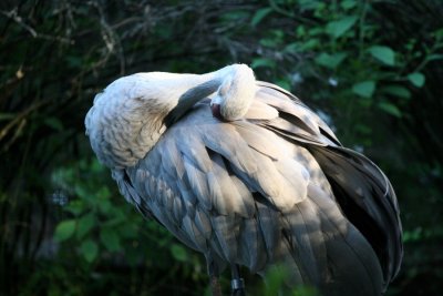 Sandhill Crane 2