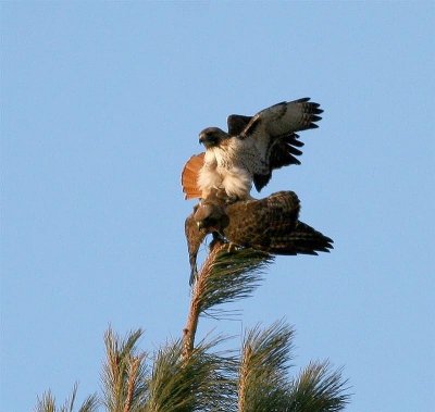 Pair of Redtail Hawks