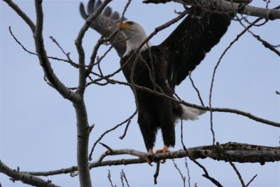 Bald Eagle