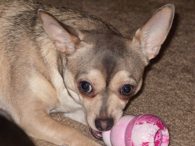 Trudy