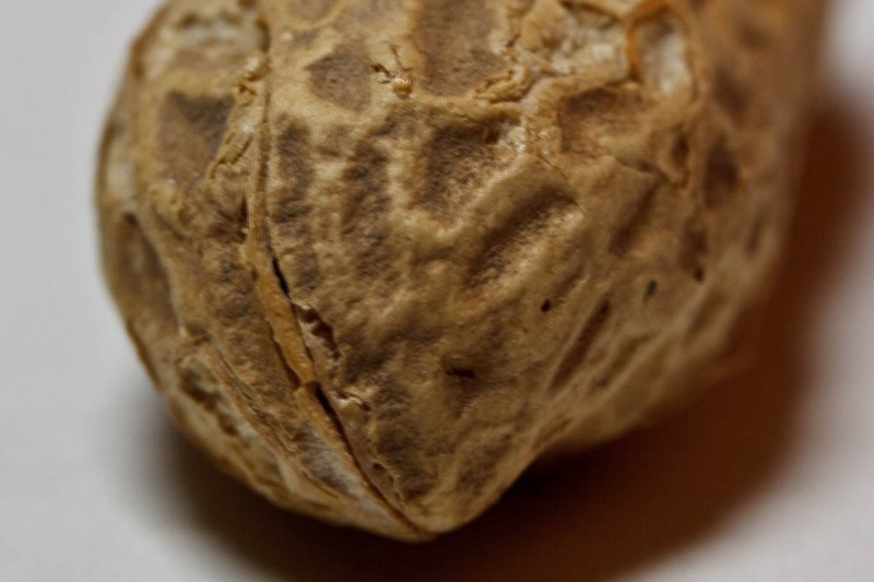 Peanut