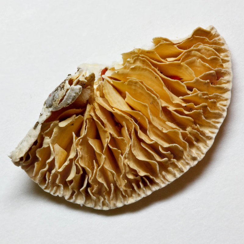 Tree fungus