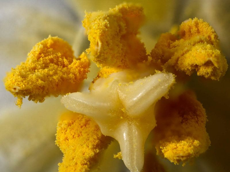 Tulip stigma and anthers