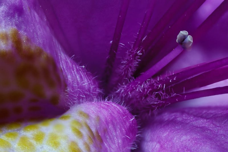 Rhododendron flower