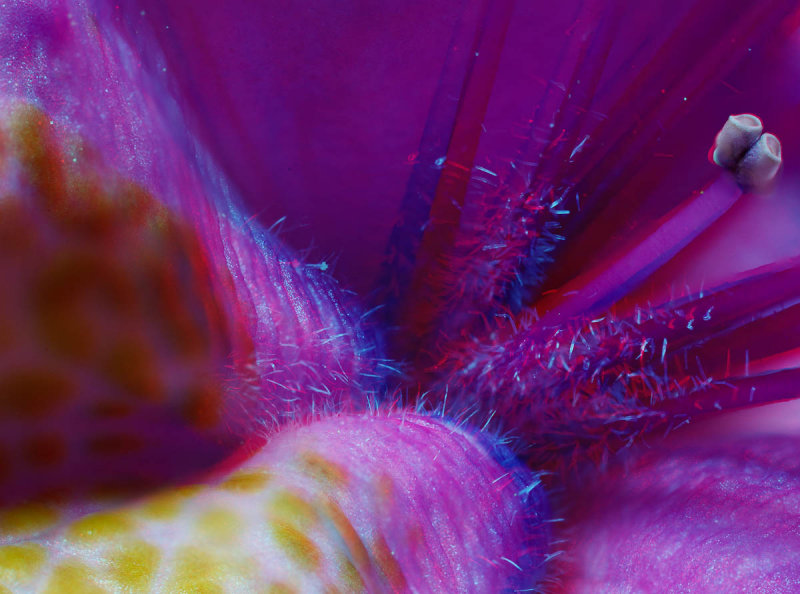 Rhododendron flower