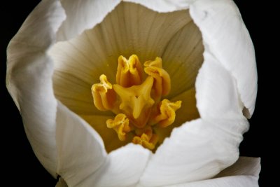 Tulip
